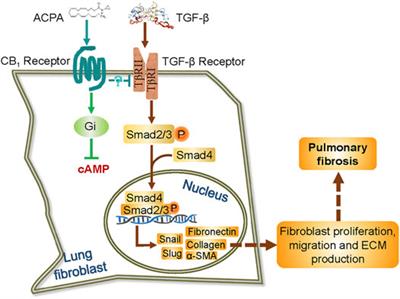 ACPA Alleviates Bleomycin-Induced Pulmonary Fibrosis by Inhibiting TGF-β-Smad2/3 Signaling-Mediated Lung Fibroblast Activation